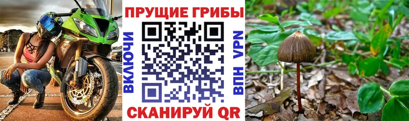 Купить закладки  Северск  Псилоцибиновые грибы прущие грибы 